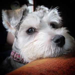 Fundraising Page: Cheryl Drachuk